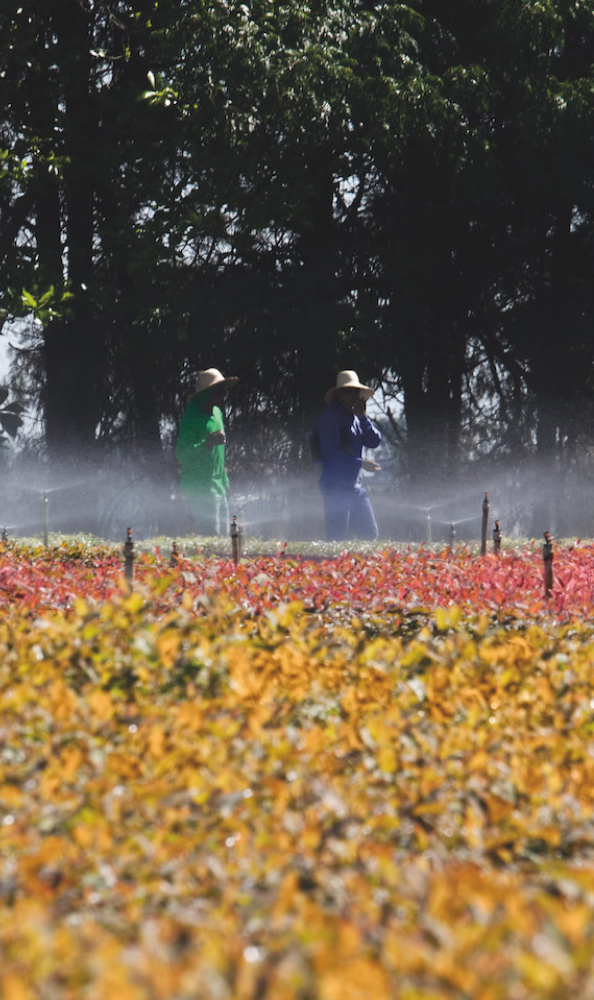 Sustentabilidade da eucafluff