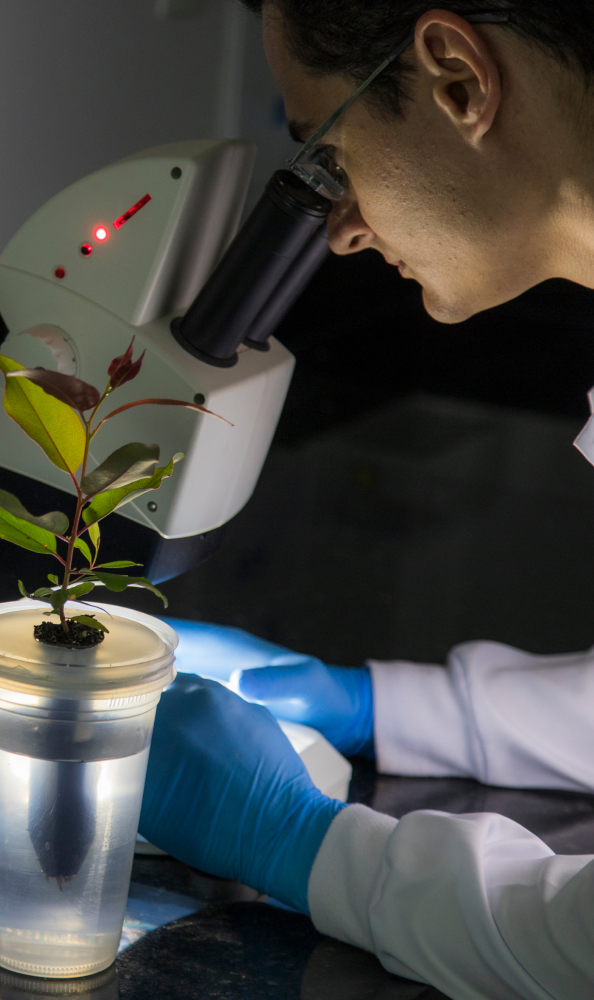 Sustentabilidade da eucafluff